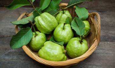 Who Should Not Eat Guava This Is Reason